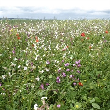 Nectar Flower Mixture fra Bright Seeds 0,5 ha./pose 